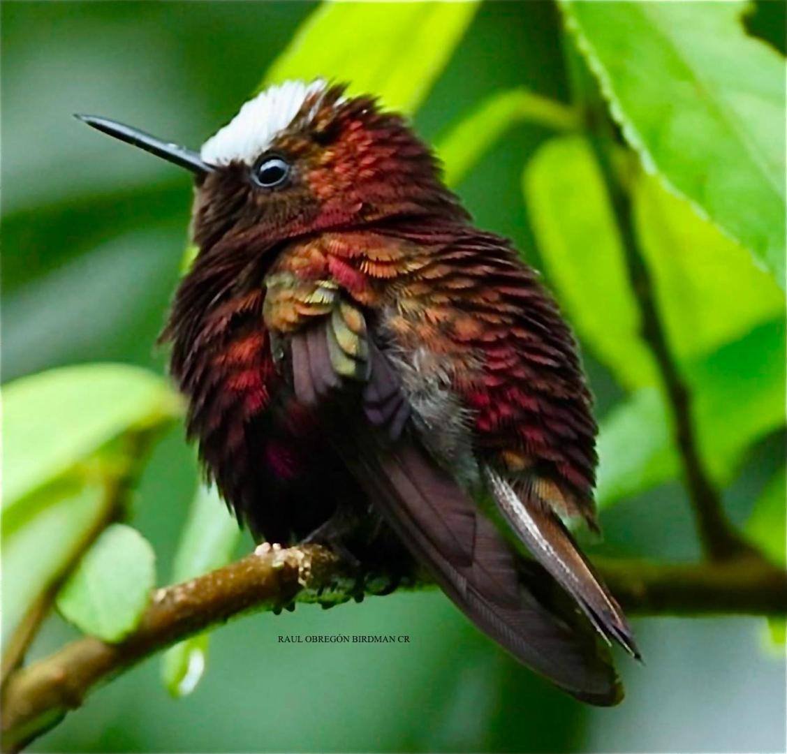A hummingbird, one of the many birds on the property